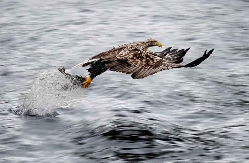 Beispielfoto Kategorie "Animals"