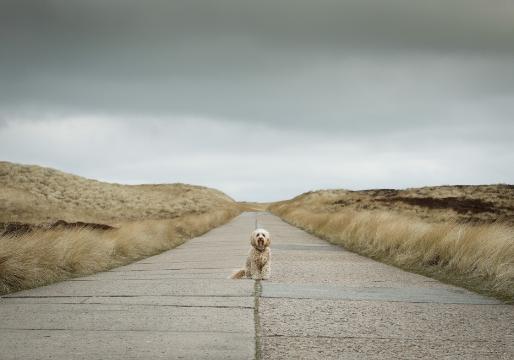 Beispielfoto Kategorie "Animals"